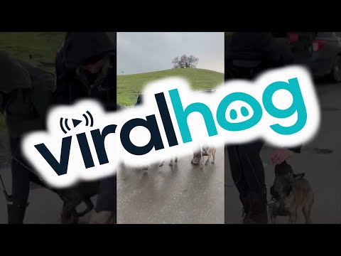 Police Puppy Dog Training || ViralHog