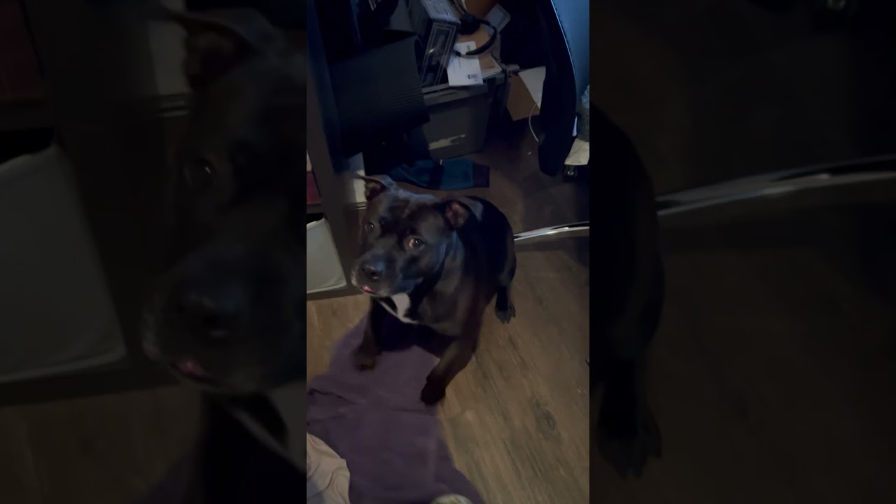 Enlarge Bella Sonora, a Adoptable mixed breed in Spring, TX video 6/6