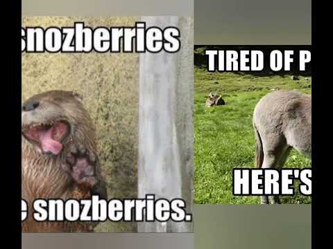 Happy Tuesday Meme