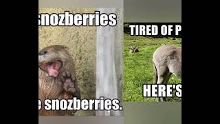 #Animal #Memes Happy Tuesday... 😁☕☕☕☕🍀🍀🍀🍀