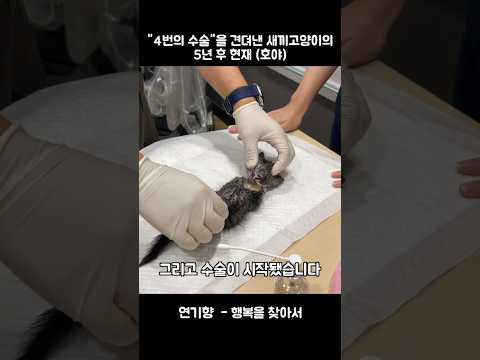 4번의 수술을 견뎌낸 새끼고양이의 5년 후 현재 (호야)