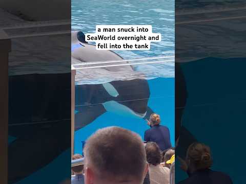 Man dies from Killer Whale at SeaWorld