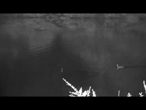 Djuma: Little Grebe, Hippo and Egyptian Geese chasing the Grebe - 01:04 - 01/12/2020