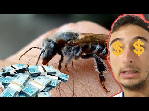 The 5 most expensive stingless bees in the world. #bees