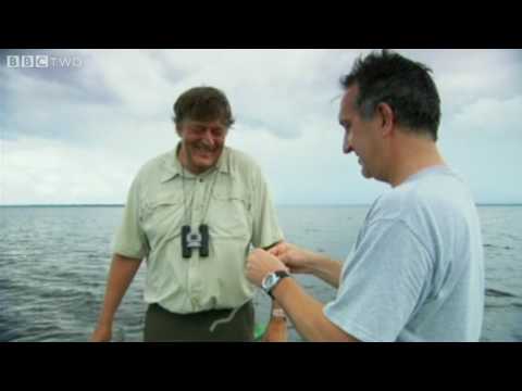 Last Chance to See Preview - Episode 1: Candiru - BBC