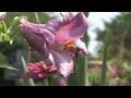 Secret Garden - Heartstrings