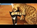 Bengal Cat Punishes Tuxedo Kitten For Biting His Tail L CrazyCatish