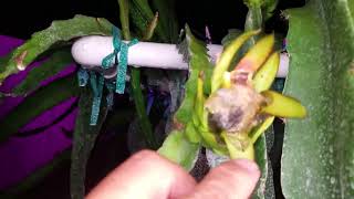 Download the video "Physical Graffiti Dragon Fruit pollination and bud updates, rain damage"
