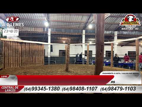 Goiatuba Leilões - Leilão de Gado de Corte em Goiás - 09/06/2026 | Leilão Ao Vivo