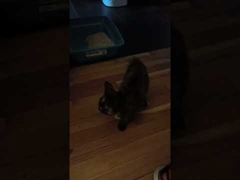 New kitten, Celestine, growling at herself in the mirror