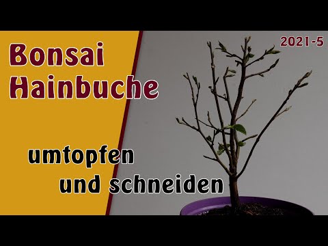 Bonsai | Heinbuche [Carpinus betulus] | 2021-5 | Umtopfen und schneiden | Erstgestaltung