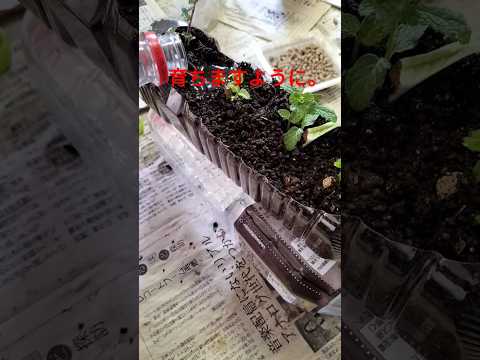 一年中楽しめるミントの植え方は？  庭園