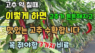 고추를 크게붉게잘익히고 맛있는 고춧가루 만드시려면 꼭 줘야할 3가지 비료