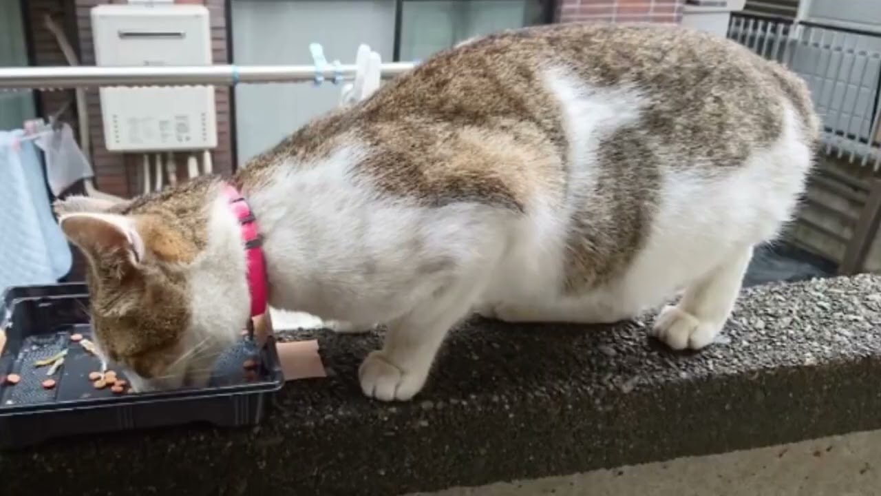 練馬区桜台の猫ちゃんたち
