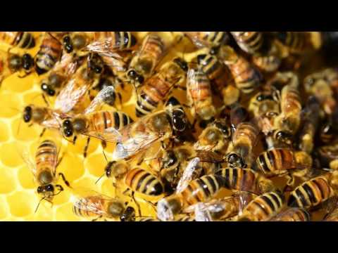 1 hora de som de zumbido de abelhas