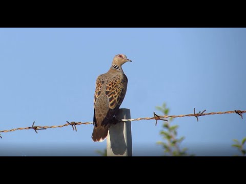 🇬🇧HUNTING: SICILIAN PRE-OPENING 2021 - THE BIG HOAX!!