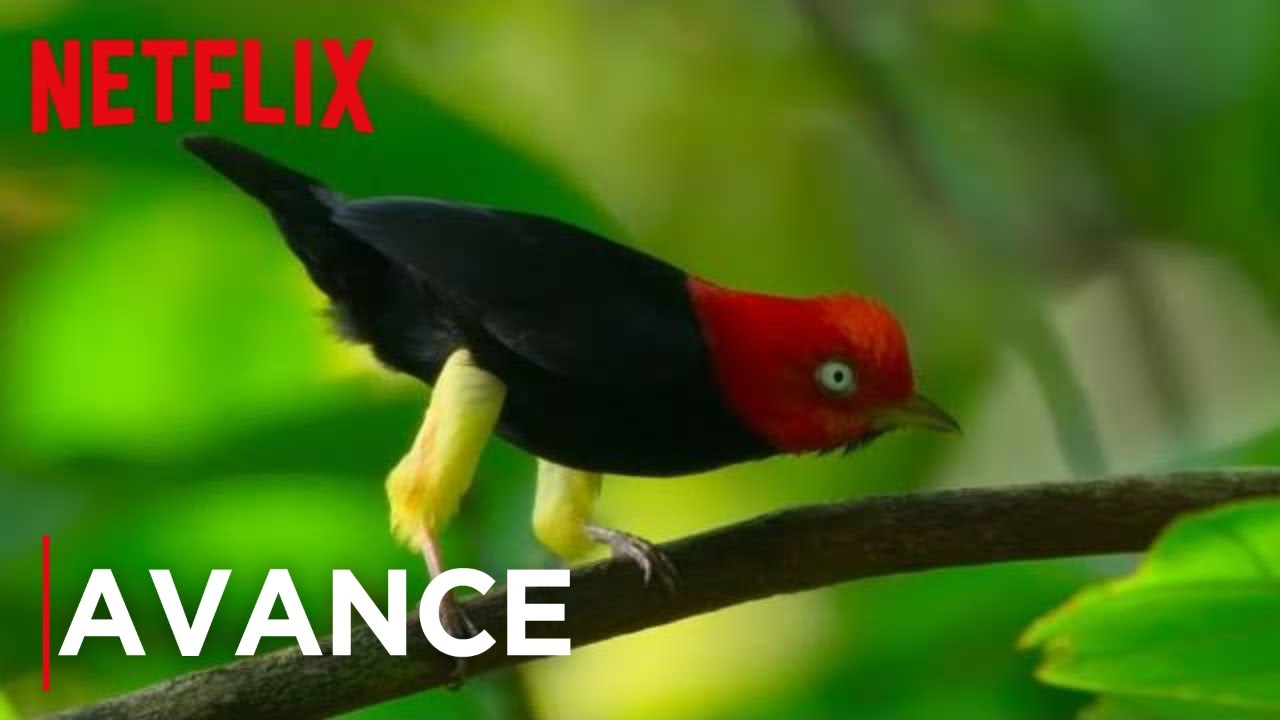 Los pájaros nos enseñan a ligar y a hacer el moonwalk | Nuestro Planeta | Netflix