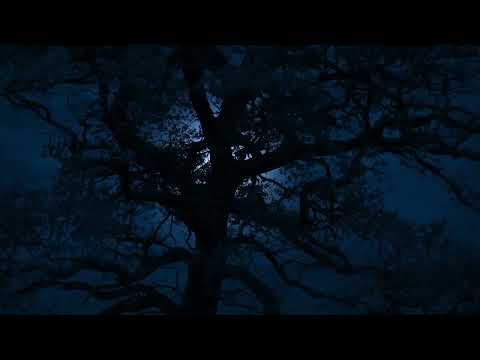 Fall Asleep to the Relaxing Sounds of Wind in the Trees For Sleep, Insomnia, Tinnitus