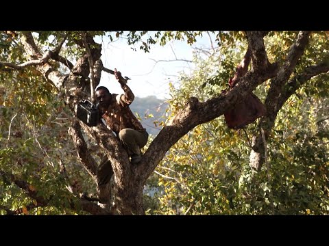 Leopard Zimbabwe Dalton & York Safaris and Buchanan Hunts