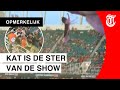 Publiek houdt adem in: kat overleefd metershoge val in stadion