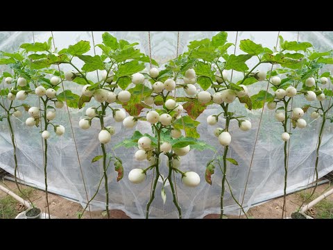 Let s grow bitter melon for your family this way it s very fruity and easy to make