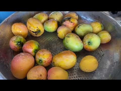 Today we make Fresh Mango Juice with Lime | Garden Florida