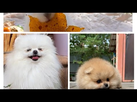 cutest dog in the world || cutest rabbit in the world