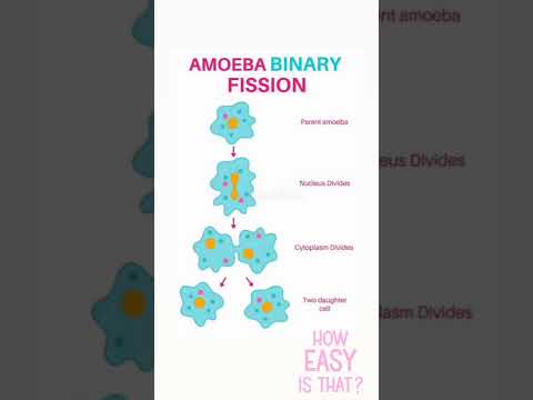 Binary Fission in Amoeba #trending #cbse #biology #biologynotes #science #ncert #physicswallah