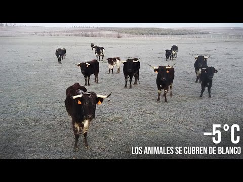 Amanecí en medio del Campo Bravo a  –5 ºC CORTIJO LOS EXPOLIOS