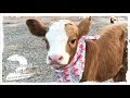 Family Brings Baby Cow Into Their Home During Hurricane | The Dodo: Comeback Kids