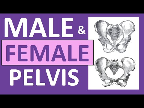 Male vs Female Pelvis Differences Anatomy Skeleton Shape