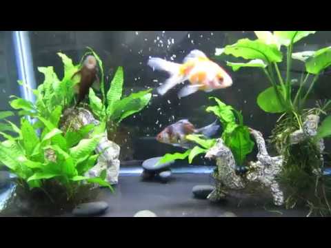 Watch Video on YouTube