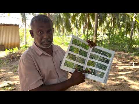 Mangroves and Environment | කඩොලාන සහ පරිසරය | கண்டலும் சூழலும்
