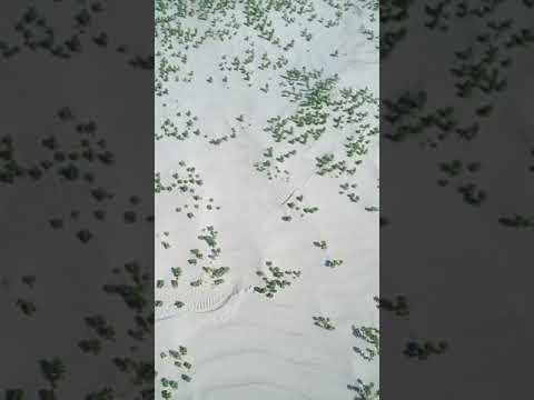 A tiny forest in a beach