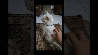 Download lagu allend kucing bt mp3 Download lagu allend kucing bt mp3