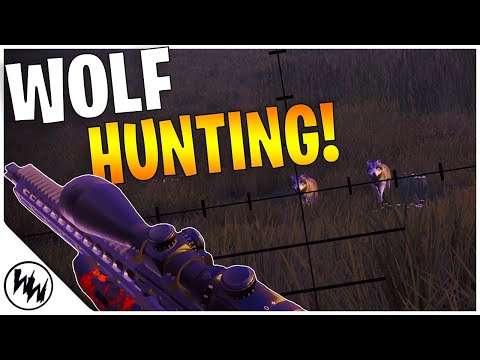 GRAY WOLF HUNTING!! | Hunting Simulator 2