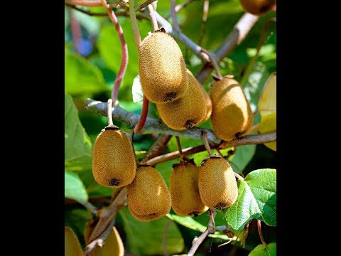 Taille de formation/ Taille de production du kiwi