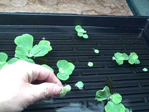 download lagu mp3 mp4 Keeping Water Hyacinth Indoors, download lagu Keeping Water Hyacinth Indoors gratis, unduh video klip Keeping Water Hyacinth Indoors
