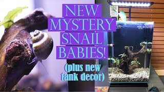 NEW MYSTERY SNAIL BABIES! + New Tank Decor
