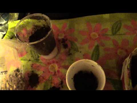 download lagu mp3 mp4 True Cranberry Bean, download lagu True Cranberry Bean gratis, unduh video klip True Cranberry Bean