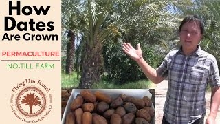 How Dates are Grown on a Permaculture No-Till Date Farm in the Desert