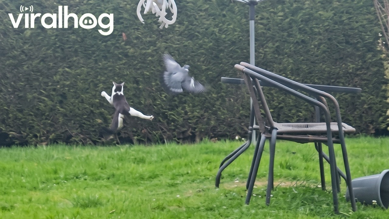 Cat Fails to Catch a Bird || ViralHog