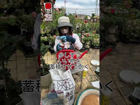 なぜバラの茂みにニンニクを加えるのですか？おばあちゃんが教えた、いい香りのバラを育てるためのヒント  庭園