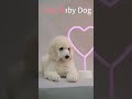 Baby Doggy Cute Shorts