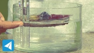 Floating objects displace water equal to their own weight | Flotation | Physics