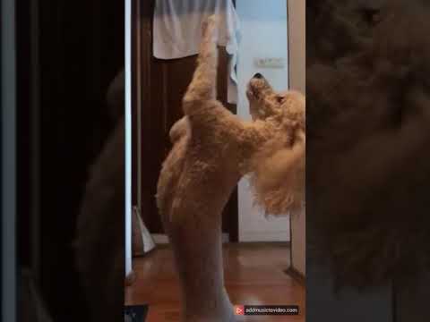 Цирковой пёс!!!!! Когда тебе дома всегда рады!!!!😁👍👍👍👍👍👍👍👍🦄🤩😜🐩🐩🐩