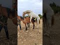 The Mare Is In Heat But There Is A Foal Nearby