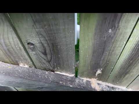 Carpenter Bees Drilling Into Wooden Fence in Holmdel, NJ