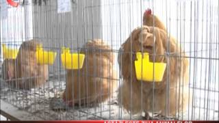 Patru octombrie este ziua internationala a animalelor.