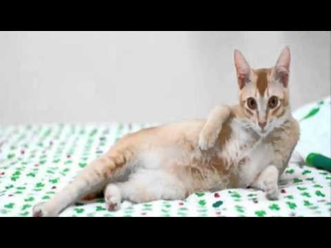 Just Another Boyband